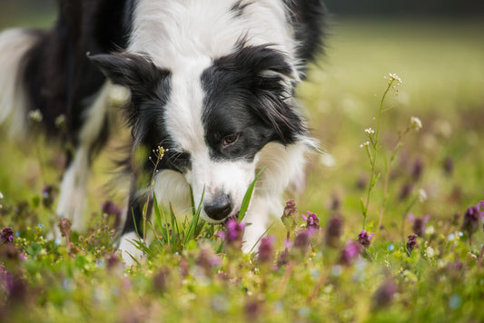 White and black dog in a sunny meadow, nibbling fresh green grass, illustrating natural grazing behaviour, with owner nearby carrying a Dog Treat Bag and Dog Walk Accessories from an Online Pet Store to help redirect the habit.