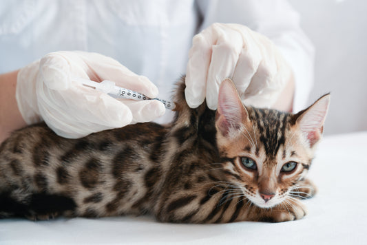 Cat receiving vaccination at vet clinic, lying calmly on examination table while veterinarian administers injection in neck — prepared for visit in a secure Small Pet Carrier from an Online Pet Store.