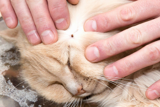 A beige fluffy cat having its fur gently parted on the cheek, revealing a hidden tick—reminding pet owners to use Pet Grooming Supplies and Cat Accessories from an Online Pet Store or Pet Accessories Store for regular flea and tick checks.
