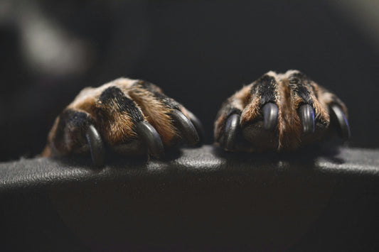 How to Safely Trim Your Dog’s Nails Without Causing Stress