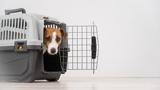 Dog in a Dog Travel Carrier, peeking out of the crate and looking at the camera—safe, secure, and ready to go