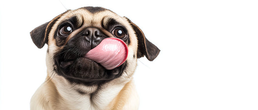 Playful pug licking its face with tongue curled up, looking content and happy.
