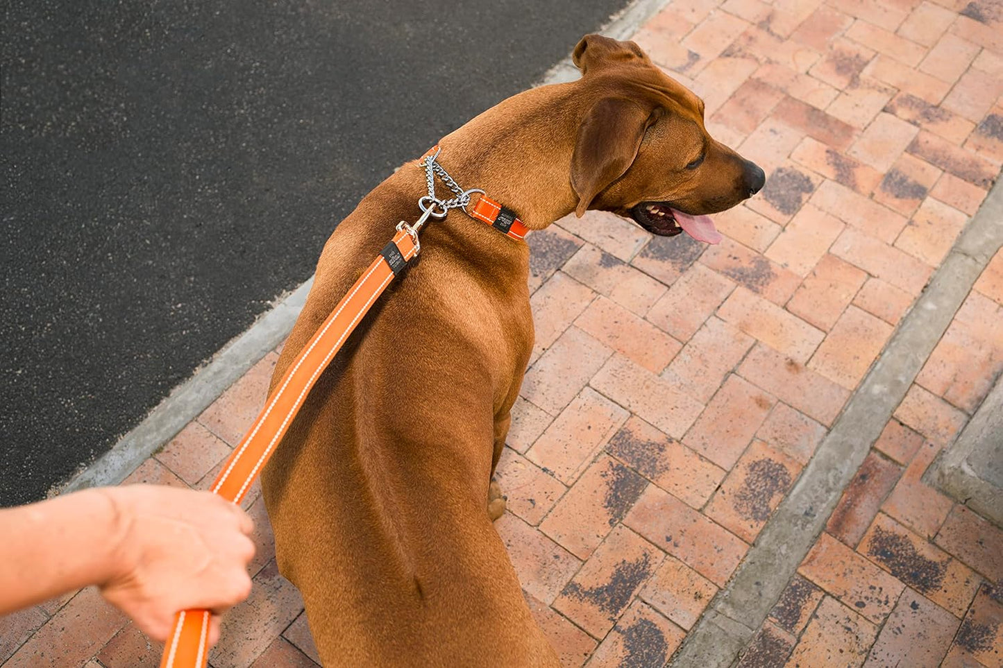 Reflective Nylon Choke Collar; Slip Show Obedience Training Gentle Choker for Medium Dogs, Orange