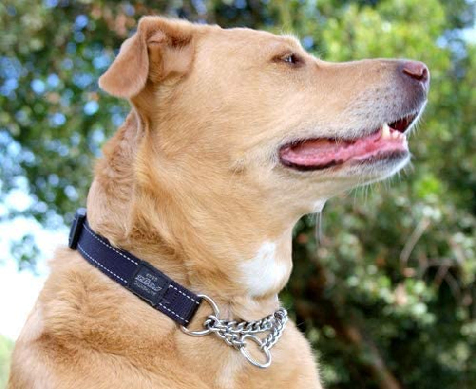 Reflective Nylon Choke Collar; Slip Show Obedience Training Gentle Choker for Medium Dogs, Orange