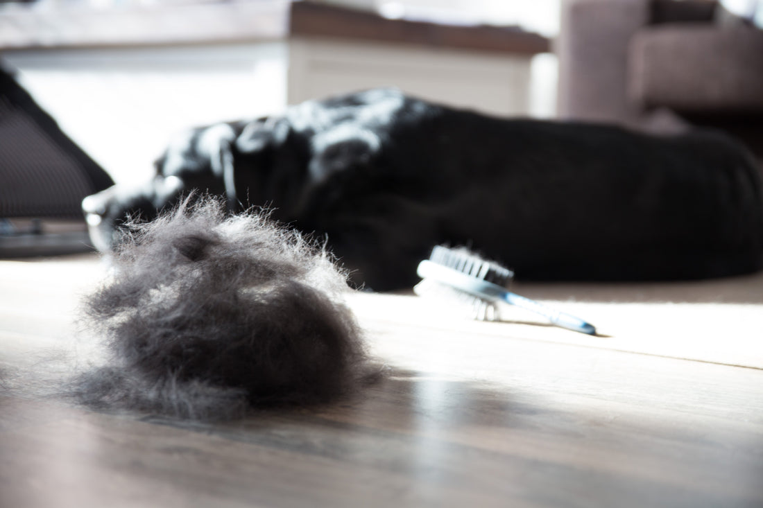Is My Pet Shedding Too Much? Understanding Seasonal Shedding in Cats and Dogs