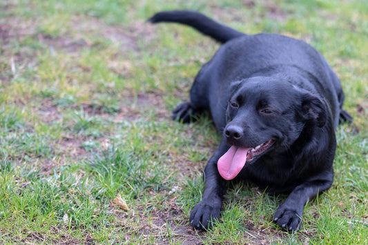 Black Labrador dog lying on the grass, visibly overweight, resting in the sun — example of an obese dog in need of portion control, Dog Accessories for exercise, and support from an Online Pet Store or Pet Accessories Store.