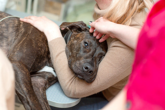 A sick dog resting its head on its owner’s shoulder while another person gently strokes its head, offering comfort and care.