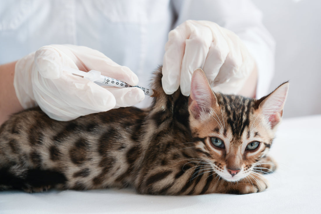 Cat receiving vaccination at vet clinic, lying calmly on examination table while veterinarian administers injection in neck — prepared for visit in a secure Small Pet Carrier from an Online Pet Store.