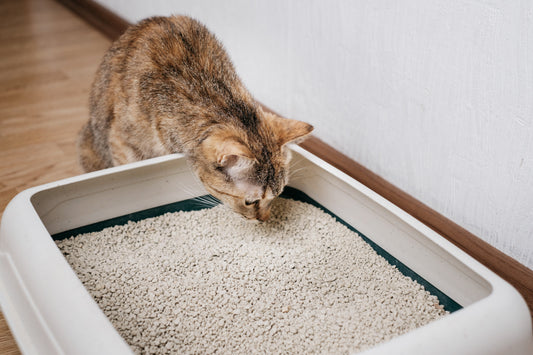 Cat cautiously sniffing a Hooded Cat Litter Tray, hesitating to use the Enclosed Cat Litter Box.
