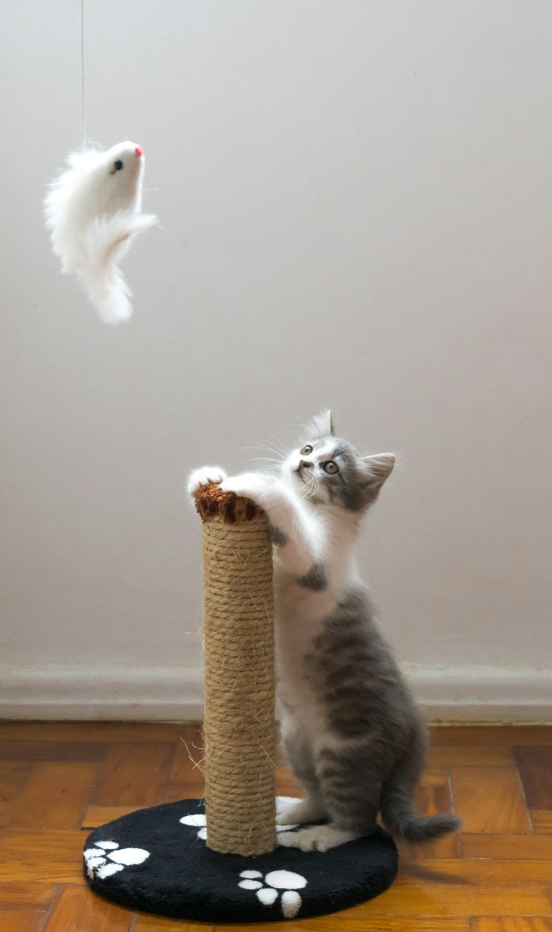 Why Every Cat Needs a Scratching Post (and Why Your Sofa Will Thank You)