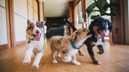 Three playful puppies running toward the camera, all wearing collars—showcasing safe, comfortable Dog Accessories for everyday walks