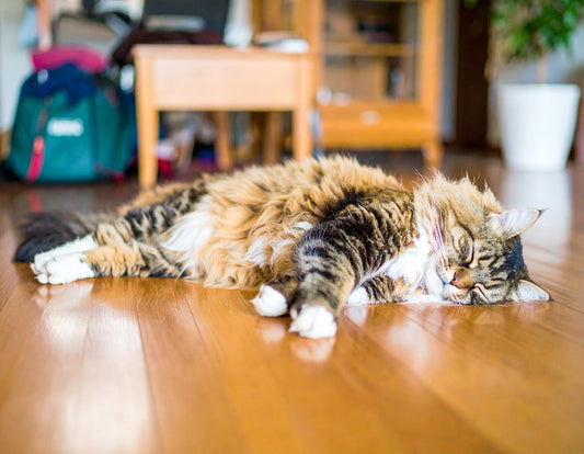 Relaxed super senior tabby cat lying peacefully on the floor in a cozy home setting, featured by Pet Accessories Shop, with soft long hair and blurred background.