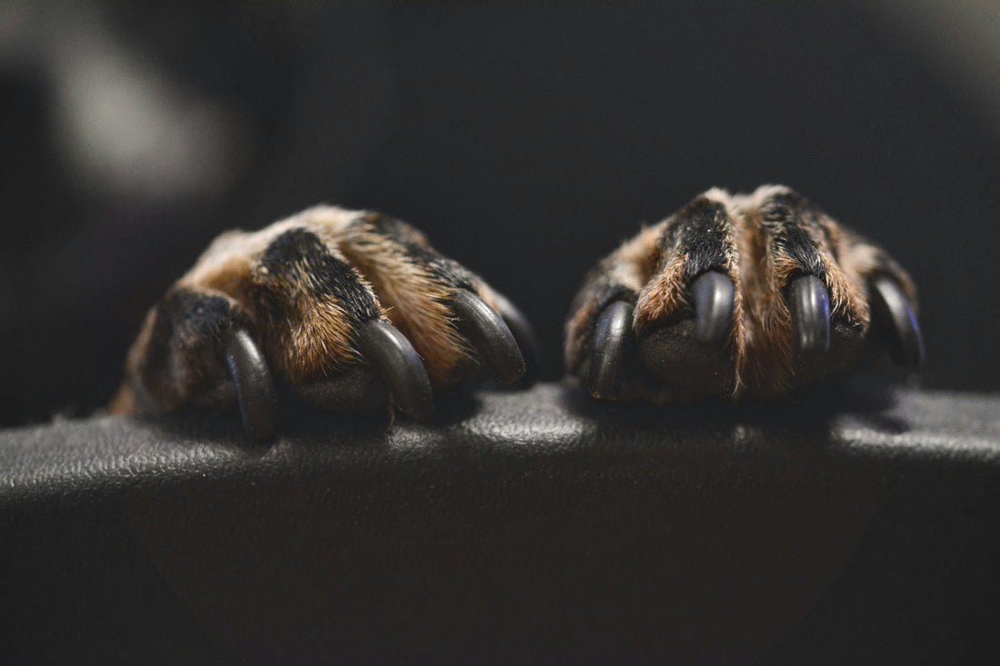 How to Safely Trim Your Dog’s Nails Without Causing Stress
