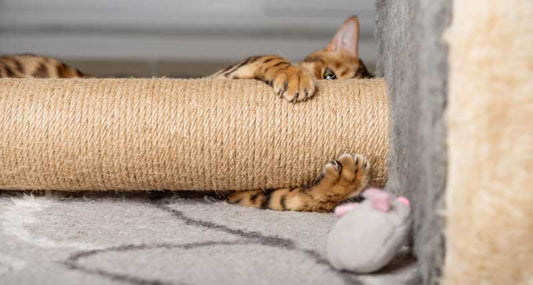 How I Trained My Cat to Stop Scratching the Sofa — In Just 5 Days