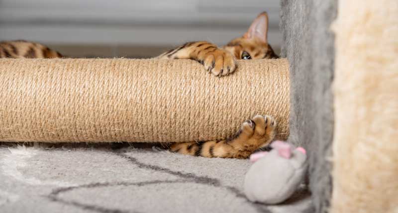 How I Trained My Cat to Stop Scratching the Sofa — In Just 5 Days